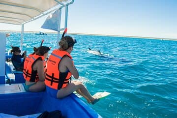 שנורקלינג עם כרישי הו whale וארוחת צהריים בחוף בלאנדרה