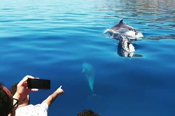 Sesimbra: Daily Dolphin and Whale Watching Boat Expeditions