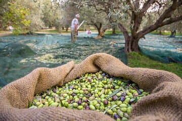 סיור טעמים יומי מלא ומותאם אישית בלפקדה עם איסוף