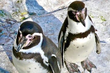 Fr VALPO: WILD PENGUINS, SEALION, SANDBOARD, PARAGLIDING & PICNIC