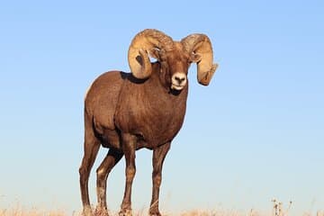 שקיעת באדלנד ובעלי חיים: זוהר הערב של הטבע
