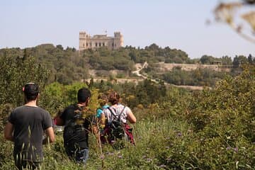 סיור פרטי בטבע ביערות בוסקט ודינגלי קליפס