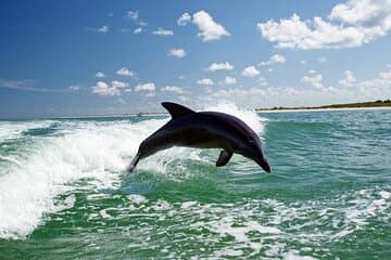 Side Dolphin Island Boat Trip With Lunch And Soft Drinks
