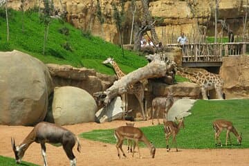 סיור באבו ג'א, כולל הכל.