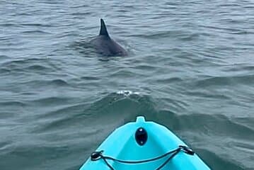 Dolphin Kayak Tour in Virginia Beach Must know how to swim