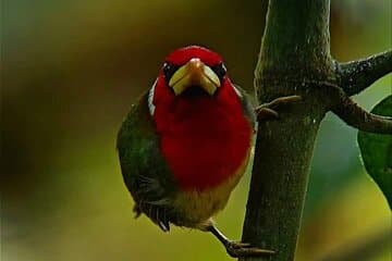 Professional Birdwatching tour in Mindo(Toucans,Tanagers,etc)