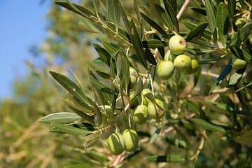 סיור קבוצתי קטן במדינת זית בקראס עם טעימות