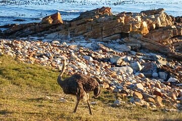 Table Mountain & Cape Point from Cape Town Full Day Experience 