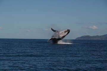 Whale Watching and Wildlife Cruise Townsville and Magnetic Island