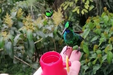 סיור של ציפורי קוליברי במינדו (סיור פרטי עם מזכרות)