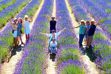 סיור בשדות הלבנדר בפרובנס מאיקס-en-Provence