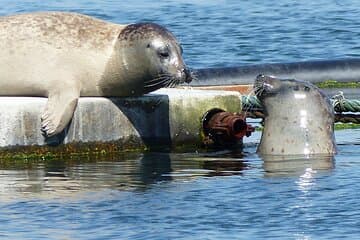 Zeeland seal Beach safari NL/DE