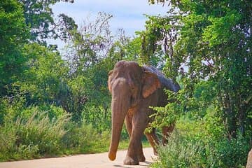 Udawalawa National Park Privet Safari Tours