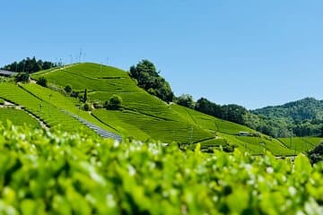Uji and Wazuka Matcha Farm Half Day Private Guided Van Tour