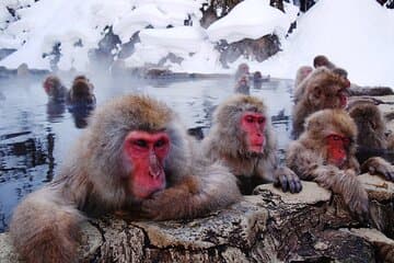 Snow Monkey Park, Soba Lunch and Shibu Onsen Tour 