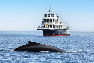 Tadoussac/Charlevoix: Whale Watching Tour