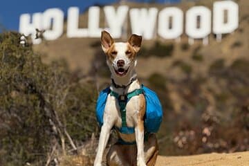 #1 Hollywood Sign Tour with Comedians & Their Dogs + Sunsets