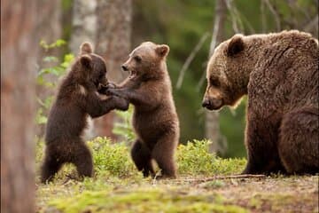 Small Group max 7 pax - Top Gear Road and Wild Brown Bears