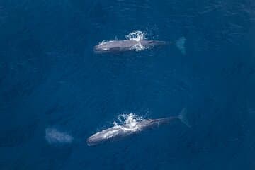 Kaikoura: Whale Watching Flight