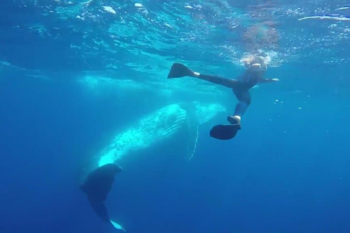 שחייה עם לווייתני הגמל מאי טונגטפו עם העברות וארוחת צהריים