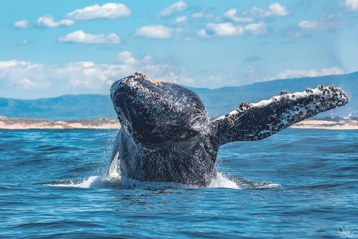 Whale Watching Tour From Monterey