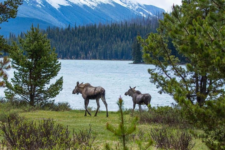 Jasper Wildlife and Sightseeing Tour with Maligne Lake Hike