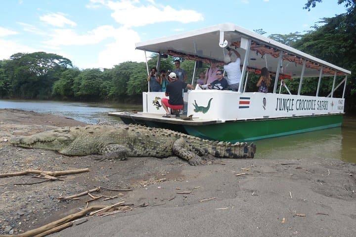 ספארי ק crocodילים בג'ונגל ובילוי בצפייה בציפורים/נהר טארקולס קוסטה ריקה