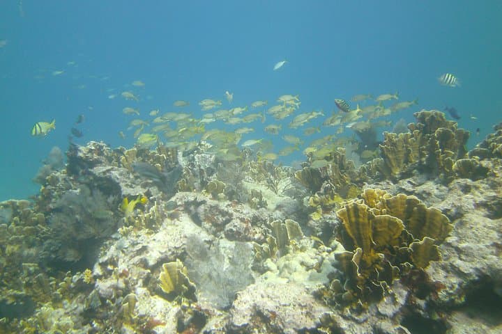 נסה לצלול עם מכשירים עם מדריך צלילה מקצועי