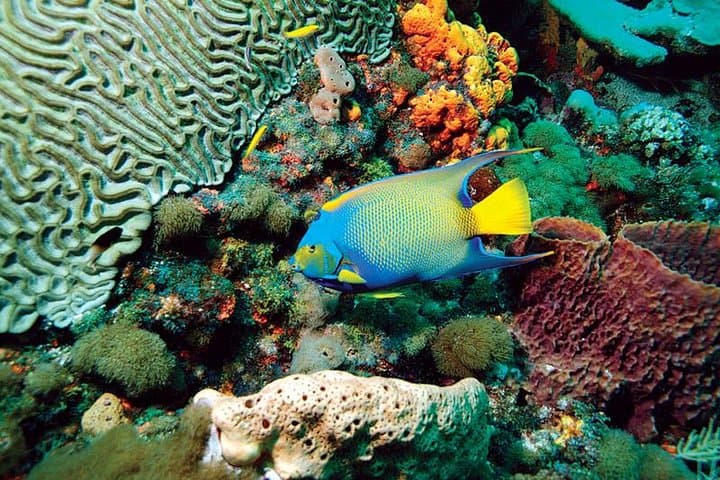 שיט בסירה עם תחתית זכוכית בשונית בוקו של טודגו וסיור באי