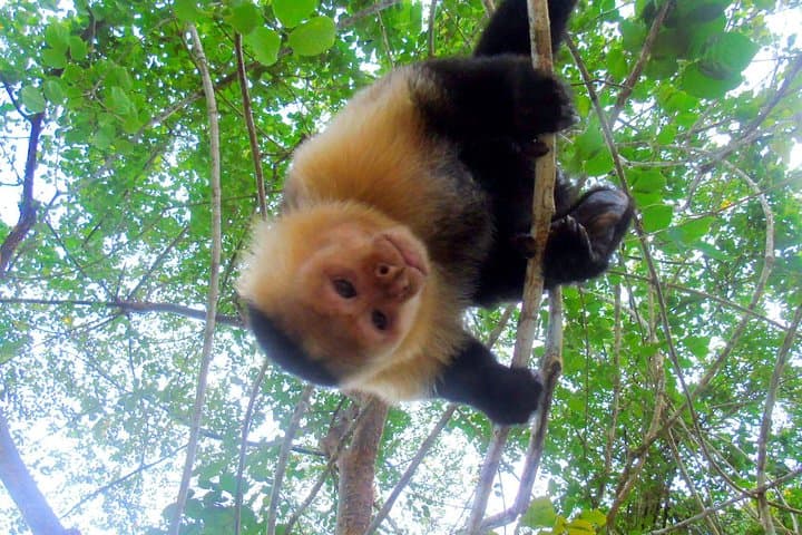 Gatun Lake Boat Tour: Monkeys, Sloths & Exotic Wildlife