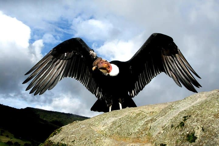 Exclusive Condor Observatory Tour: Chonta Canyon from Cusco