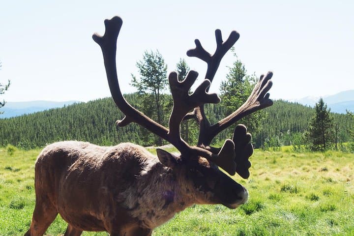 יום ארקטי: סיור חיות בר ומעיינות חמים ביוקון | חצי יום