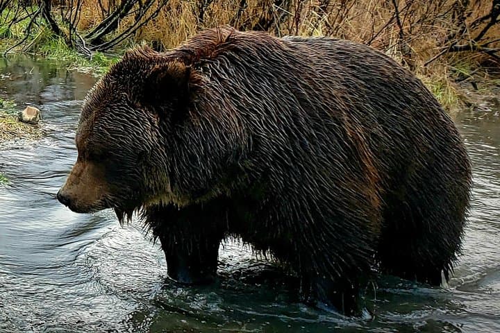 חוויה של טבע, חיות בר וקרחונים מאנקורג'