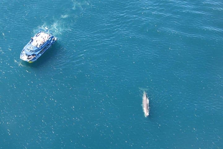 סיור יום לצפייה בלווייתנים קאיקורה מכרייסטצ'רץ'