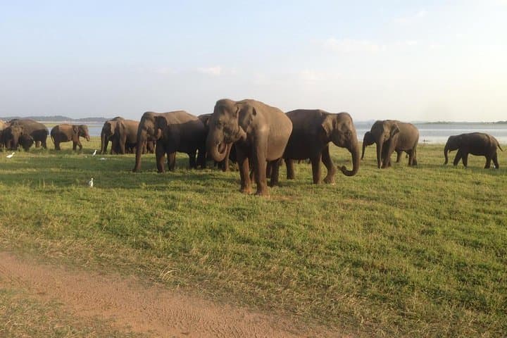 Minneriya luxury jeep safari