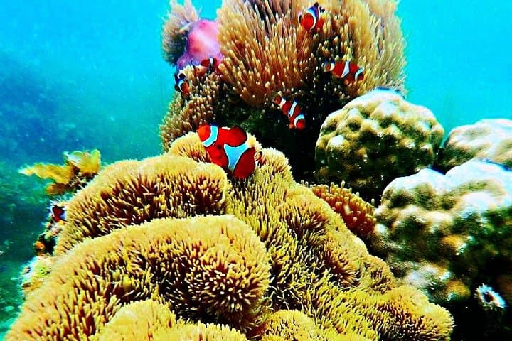 טיול שנורקלינג בבינתן