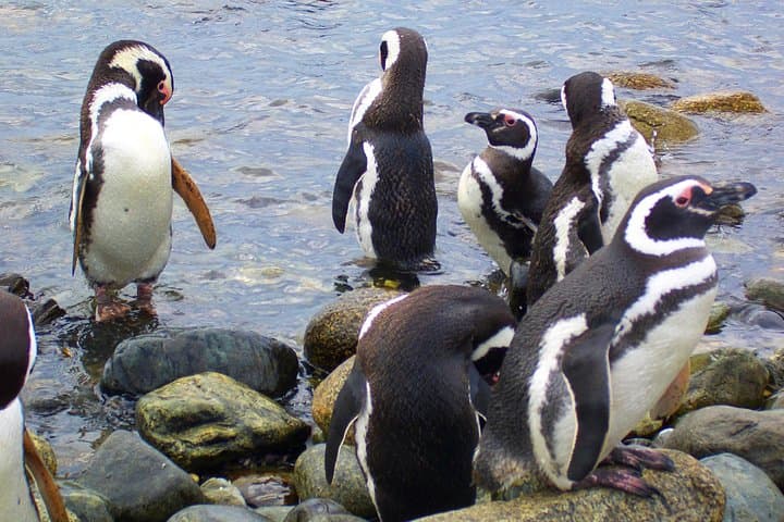 סיור פינגווינים באי מגדלנה בסירה מפונטה ארנס