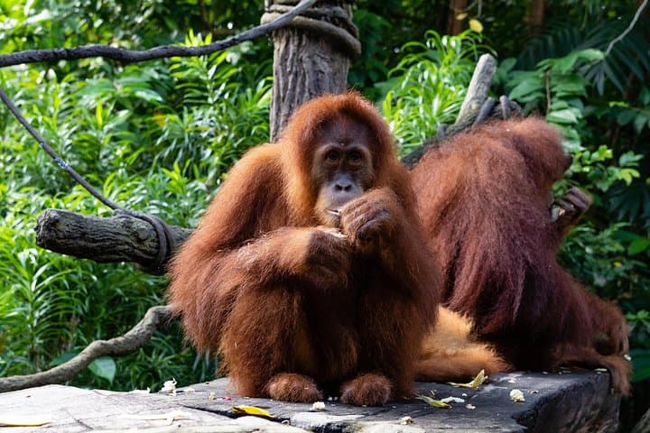 Morning at the Zoo with 1-way Transfer (Free & Easy)