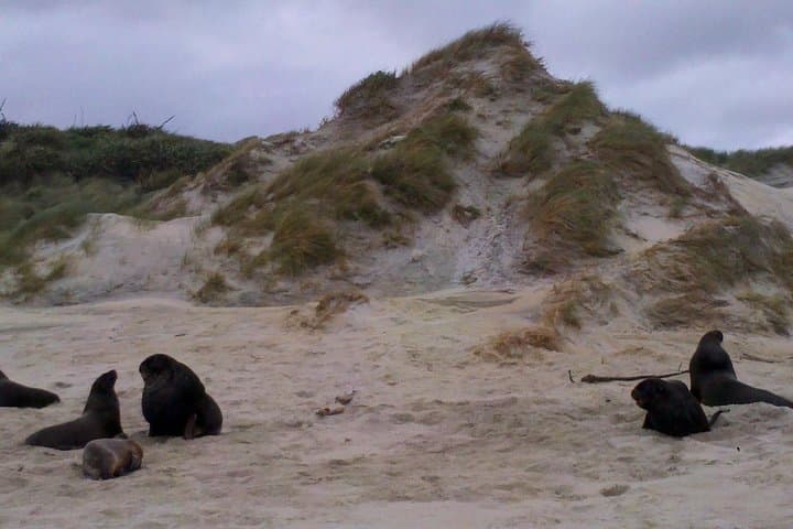 טיפולי חוף דאנידין: טיול קבוצתי קטן של דאנידין וחצי האי אוטגו