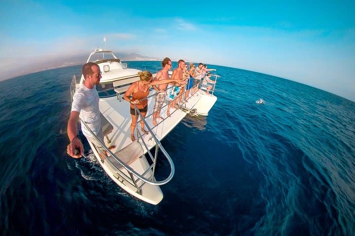 קאטמרן לתצפית על לווייתנים ודולפינים עם העברה ו bufet