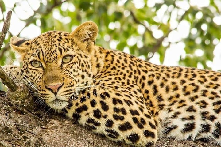 Kruger National Park - Full Day Safari