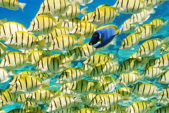 סיור סדנת גילוי שוניות חצי יומי לקבוצה