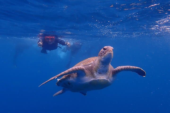 Tenerife: Turtle & Dolphin Kayak Tour with Snorkel & Wetsuit