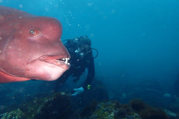 Let's enjoy Scuba diving in Izu Peninsula for certificate Diver