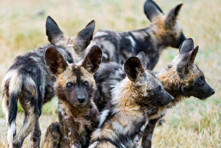 Kruger National Park Half Day Game Drive