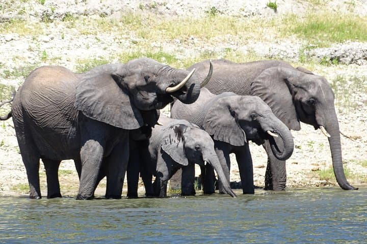 Chobe Safari Experience Day Trip - MINIMUM 2 PEOPLE