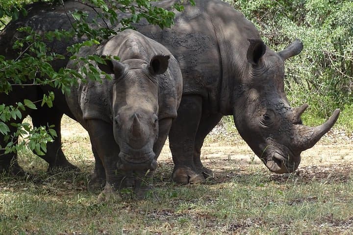 Game Drive & Rhino Safari Exp - up to 3 hrs long - MIN 2 PEOPLE