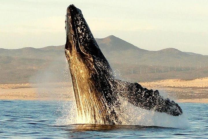 Gray Whale Watching Tour at Lopez Mateos