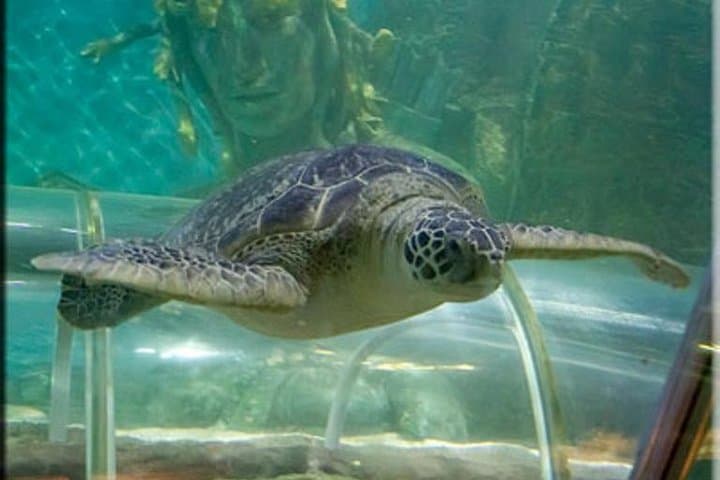 כניסה כללית לSEA LIFE גרייט יארמוט