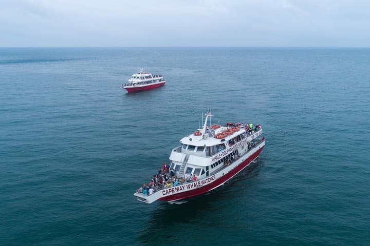 שיט לצפייה בליוויתנים ודולפינים מקייפ מאי